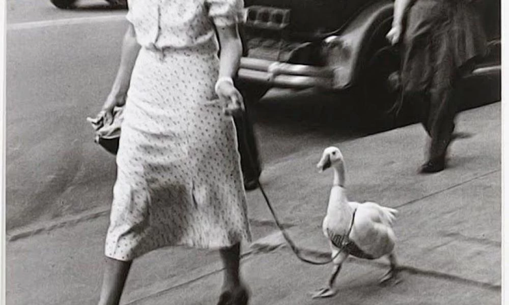 Γαλλία: Γυναίκα έβγαλε βόλτα την πάπια της στην καραντίνα!